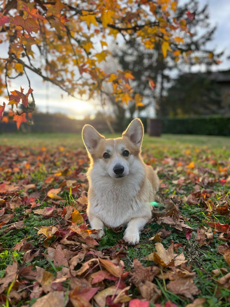 Les Welsh Corgi Pembroke de l'affixe De la ferme de biesse