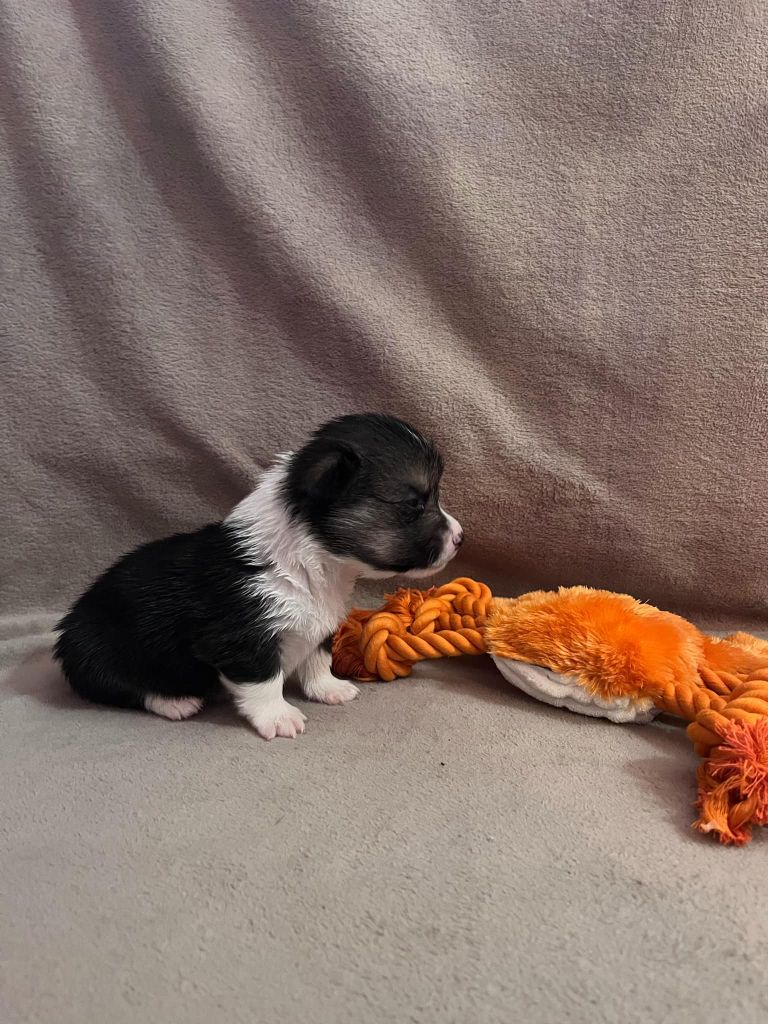 De la ferme de biesse - Chiot disponible  - Welsh Corgi Pembroke