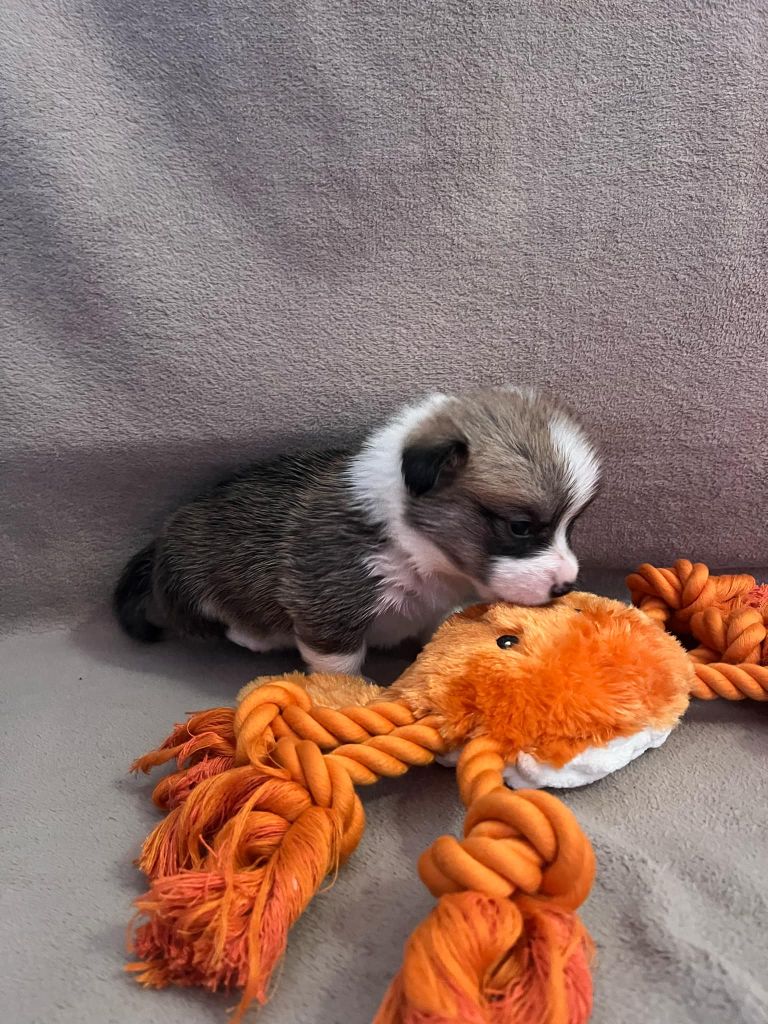 De la ferme de biesse - Chiot disponible  - Welsh Corgi Pembroke