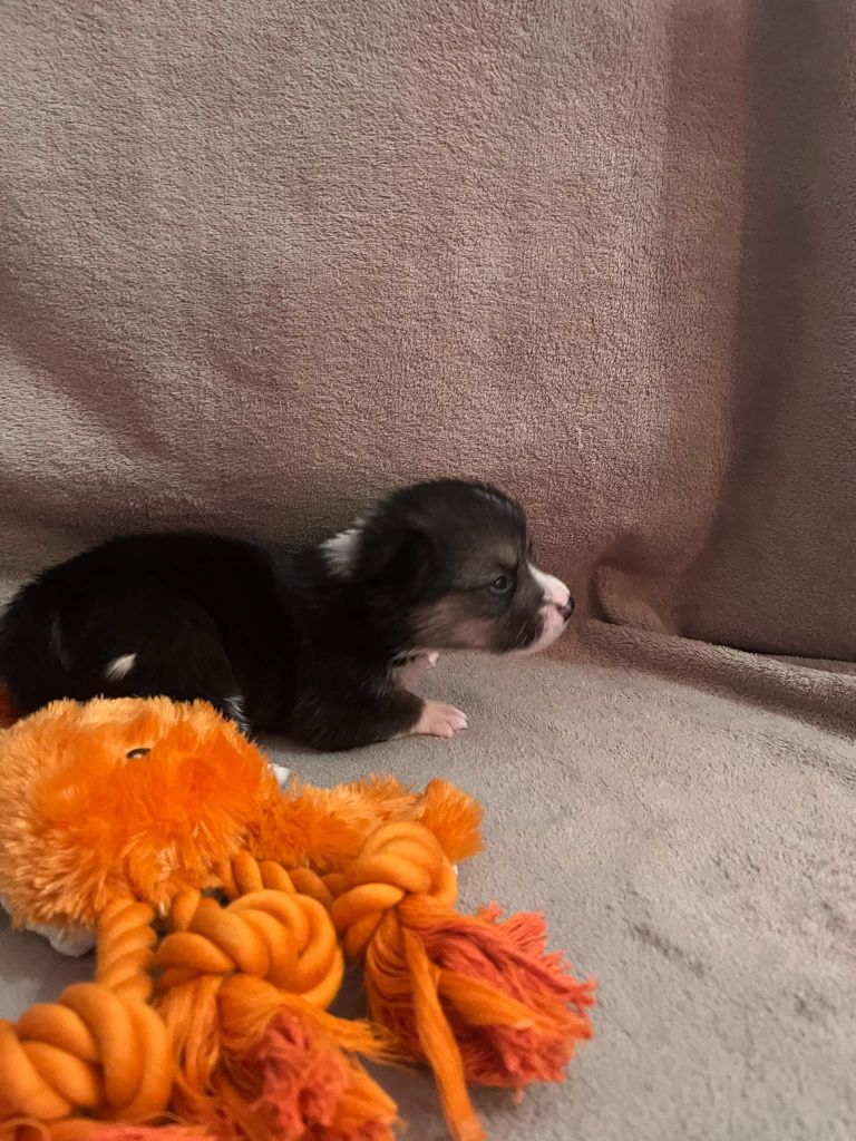 De la ferme de biesse - Chiot disponible  - Welsh Corgi Pembroke